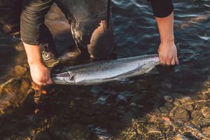 Kenai River Salmon Fishing: True Angler's Paradise